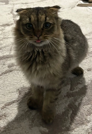 Pisică superbă Scottish Fold Highland Fold   - imagine 4