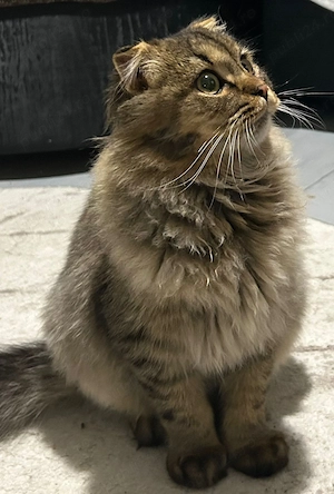 Pisică superbă Scottish Fold Highland Fold   - imagine 3