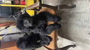 Căței ciobănesc corb originali  - imagine 9