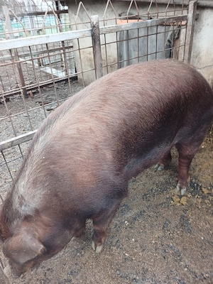 Vand porc rasa duroc