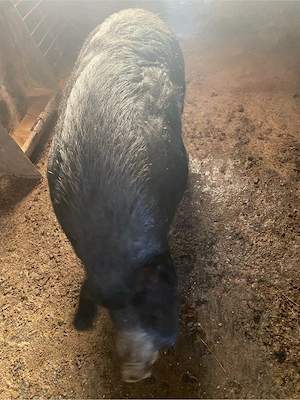 Porc mangalita de vanzare - imagine 2