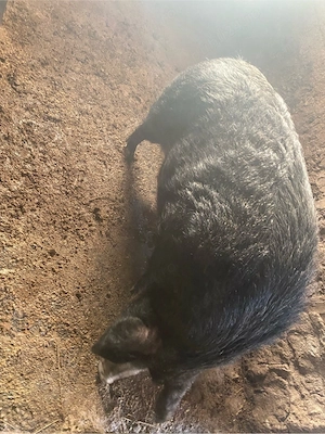 Porc mangalita de vanzare - imagine 3