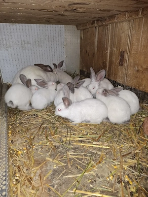 Iepuri Uriaș de Transilvania