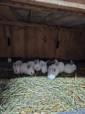 Iepuri Uriaș de Transilvania - imagine 2