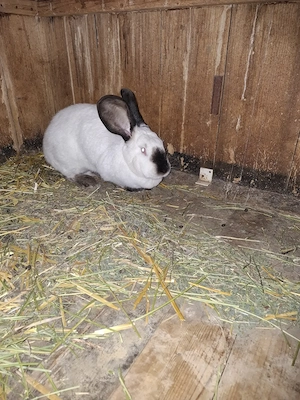 Iepuri Uriaș de Transilvania - imagine 4