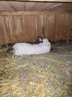 Iepuri Uriaș de Transilvania - imagine 3