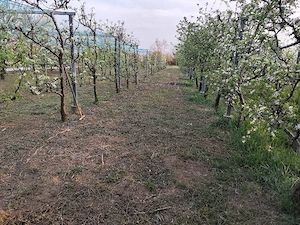 Tuns si ingrijit terenuri - imagine 3