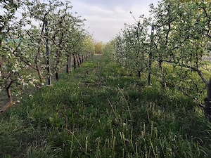 Tuns si ingrijit terenuri