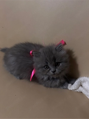 Pisicute British long hair  short hair  - imagine 3