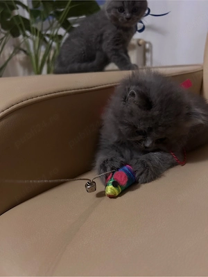 Pisicute British long hair  short hair  - imagine 4