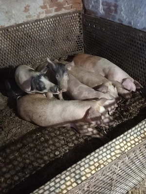 Vand Porci  - imagine 3