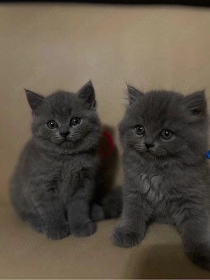 Pisicute British long hair  short hair  - imagine 5