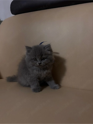 Pisicute British long hair  short hair  - imagine 2