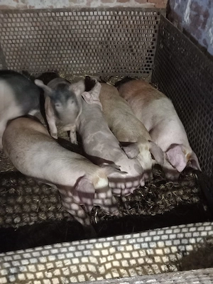 Vand Porci  - imagine 4