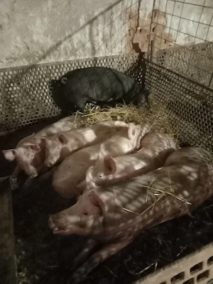 Vand Porci  - imagine 2