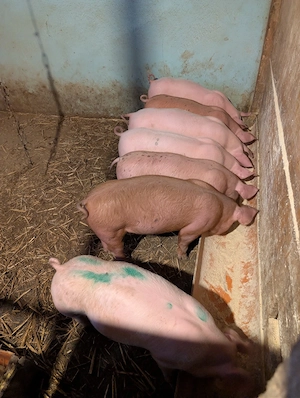 purcei de 10 săptămâni 