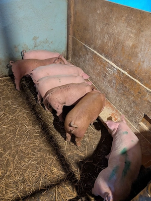 purcei de 10 săptămâni  - imagine 2