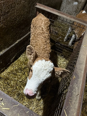 Vând vacă cu vițea 