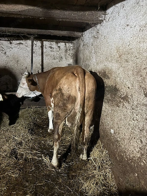 Vând vacă cu vițea  - imagine 4