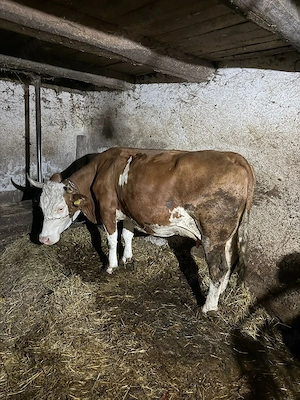 Vând vacă cu vițea  - imagine 3