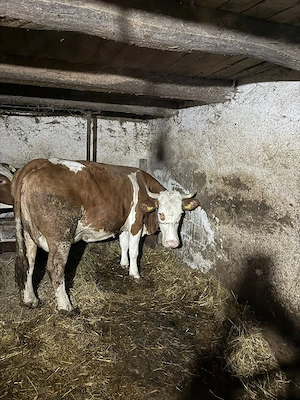 Vând vacă cu vițea  - imagine 2