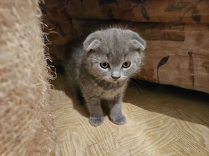 Pisoiasi scottish straight si fold - imagine 3