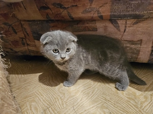 Pisoiasi scottish fold si straight - imagine 3