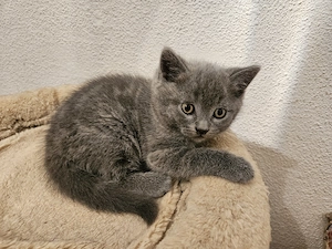 Pisoiasi scottish straight si fold - imagine 4