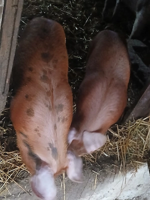 vând doi porci de carne  - imagine 4