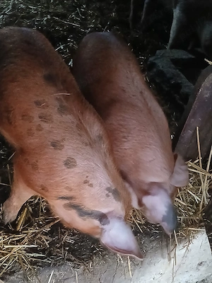 vând doi porci de carne  - imagine 2