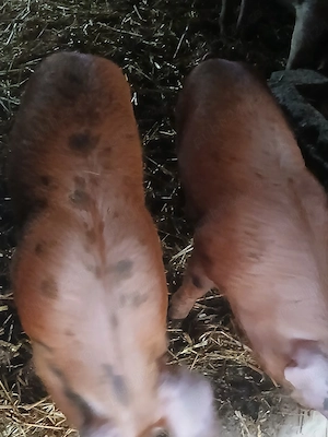 vând doi porci de carne 