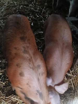 vând doi porci de carne  - imagine 3