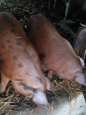 vând doi porci de carne  - imagine 5