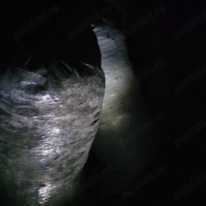 Găinaț de porumbei , găini și iepuri - imagine 2