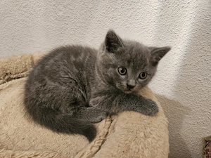 Pisoiasi scottish straight si fold