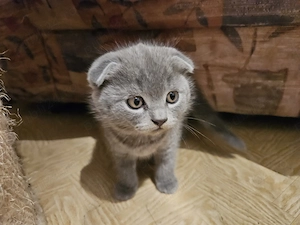 Pisoiasi scottish straight si fold - imagine 5