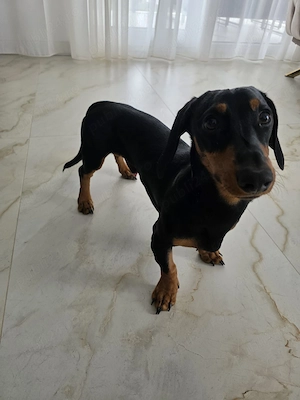 Vând cățel Teckel negru cu pete de foc - imagine 2