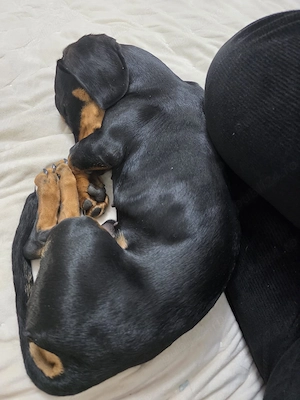 Vând cățel Teckel negru cu pete de foc - imagine 4