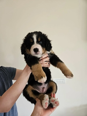 Vând pui Ciobănesc de Berna