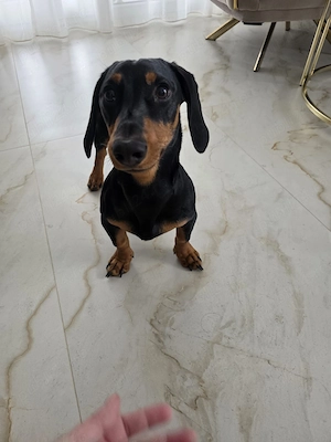 Vând cățel Teckel negru cu pete de foc - imagine 3