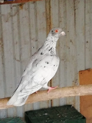 Porumbei de vânzare 