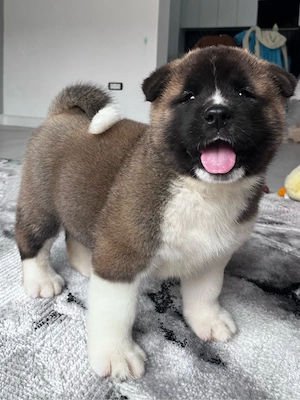 Akita american mascul  - imagine 4