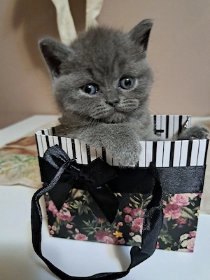 British shorthair blue  - imagine 4