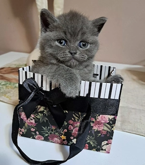 British shorthair blue 