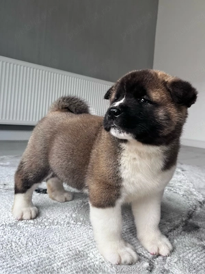 Akita american mascul 