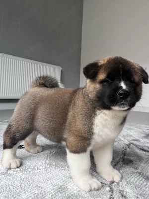 Akita american mascul  - imagine 2