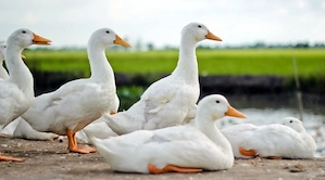 Rațe grase ptr cuptor - imagine 2