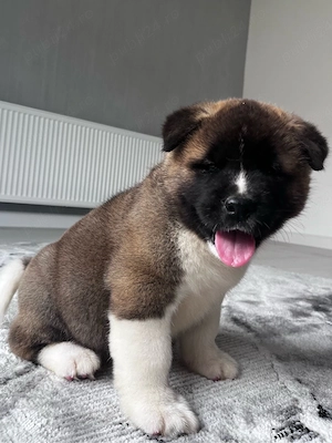 Akita american mascul  - imagine 3