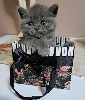 British shorthair blue  - imagine 2