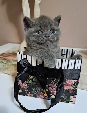 British shorthair blue  - imagine 3